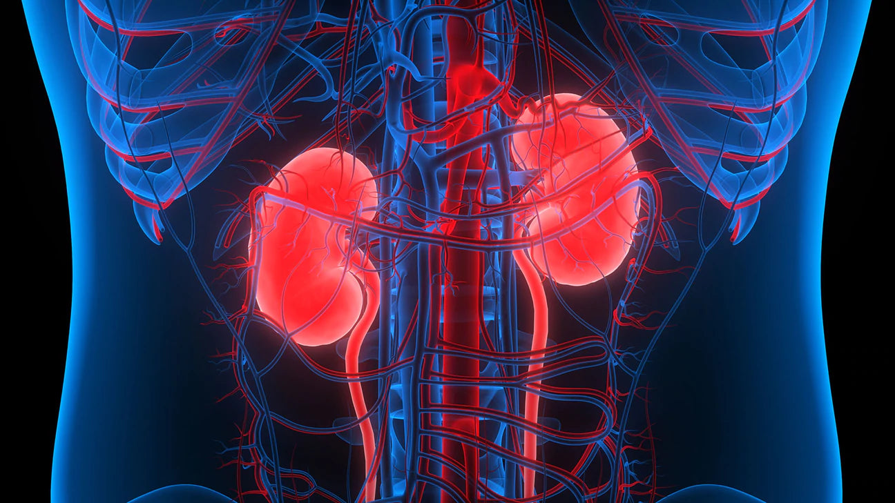 Study Indicates NMN Has Anti-Aging Potential for Kidneys - NUNMN