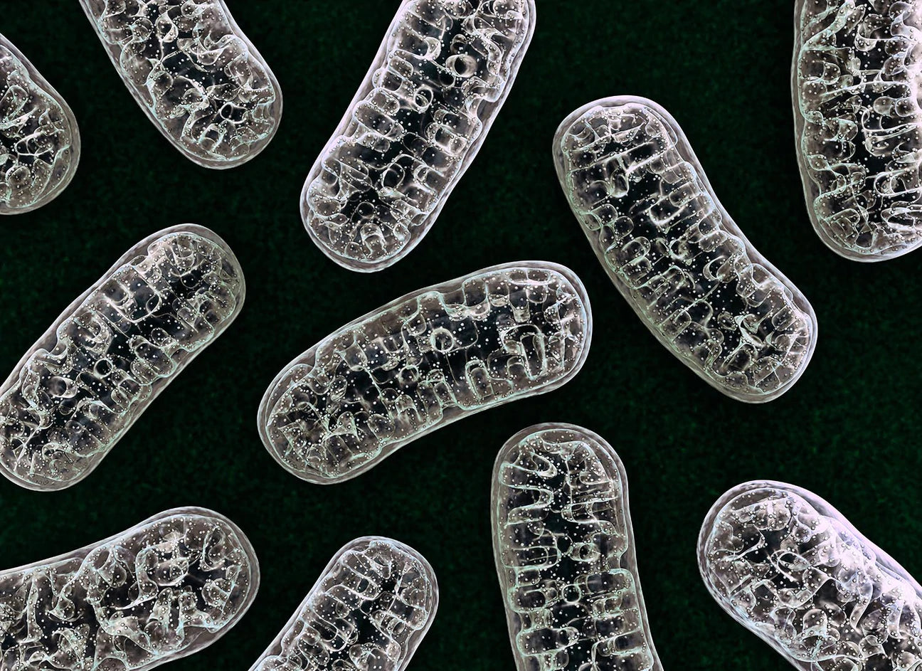 NMN Administration Promotes Mitochondrial Health and Prevents Heart Failure - NUNMN